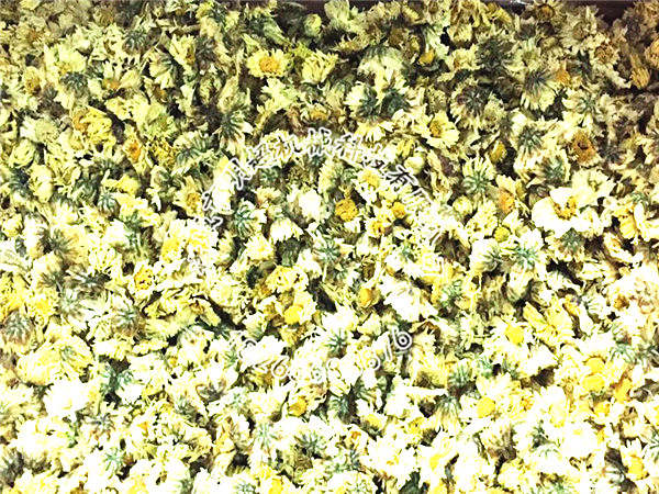 白菊花烘干機效果.jpg
